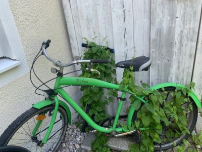 Fahrrad-Eingewachsen-Aschheim Aschheim-Fahrradumfrage